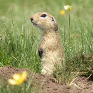 Ground Squirrel in Rila National Park, Belmeken Area