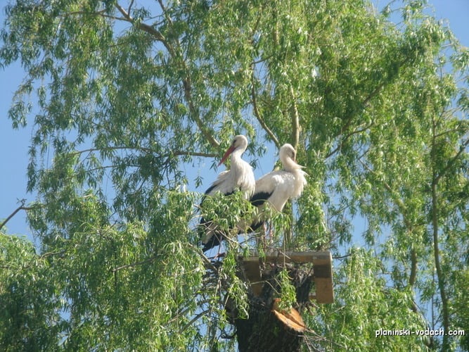 Storks we saw on our bike trip - in the village of Banya