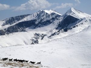 Herd of chamois in Pirin Mountains Herd of chamois in Pirin Mountains