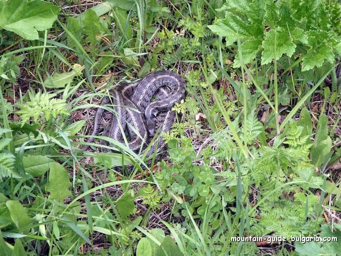 Grass Snake in Rhodope Mountains Grass Snake in Rhodope Mountains
