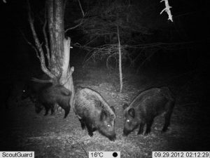 Wild Boars in Central Balkan National Park, Bulgaria