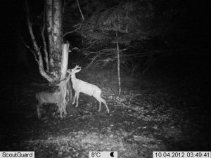 Roe Deer in Central Balkan National Park, Bulgaria