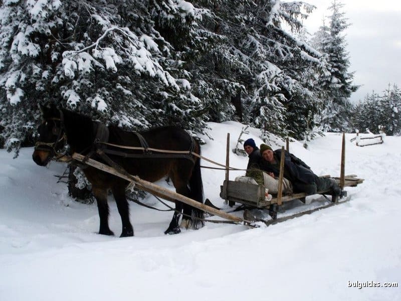 Locals collecting wood on a sledge, Rhodope Mountains