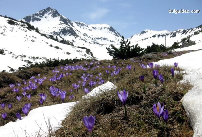 Spring comes at Demyanitsa Valley