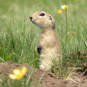 Ground Squirrel in Rila