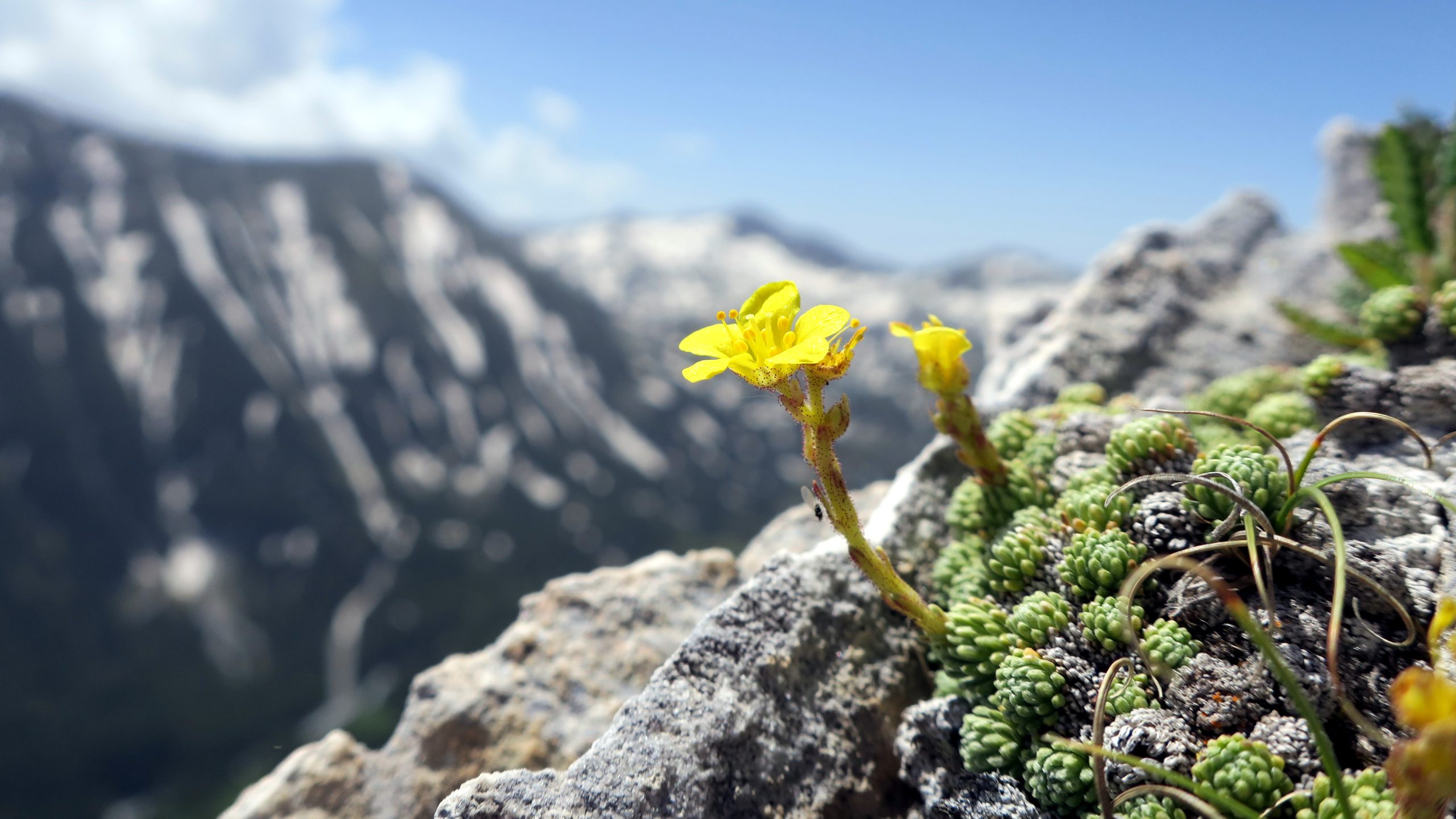 Flower on a rocky ridge Pirin