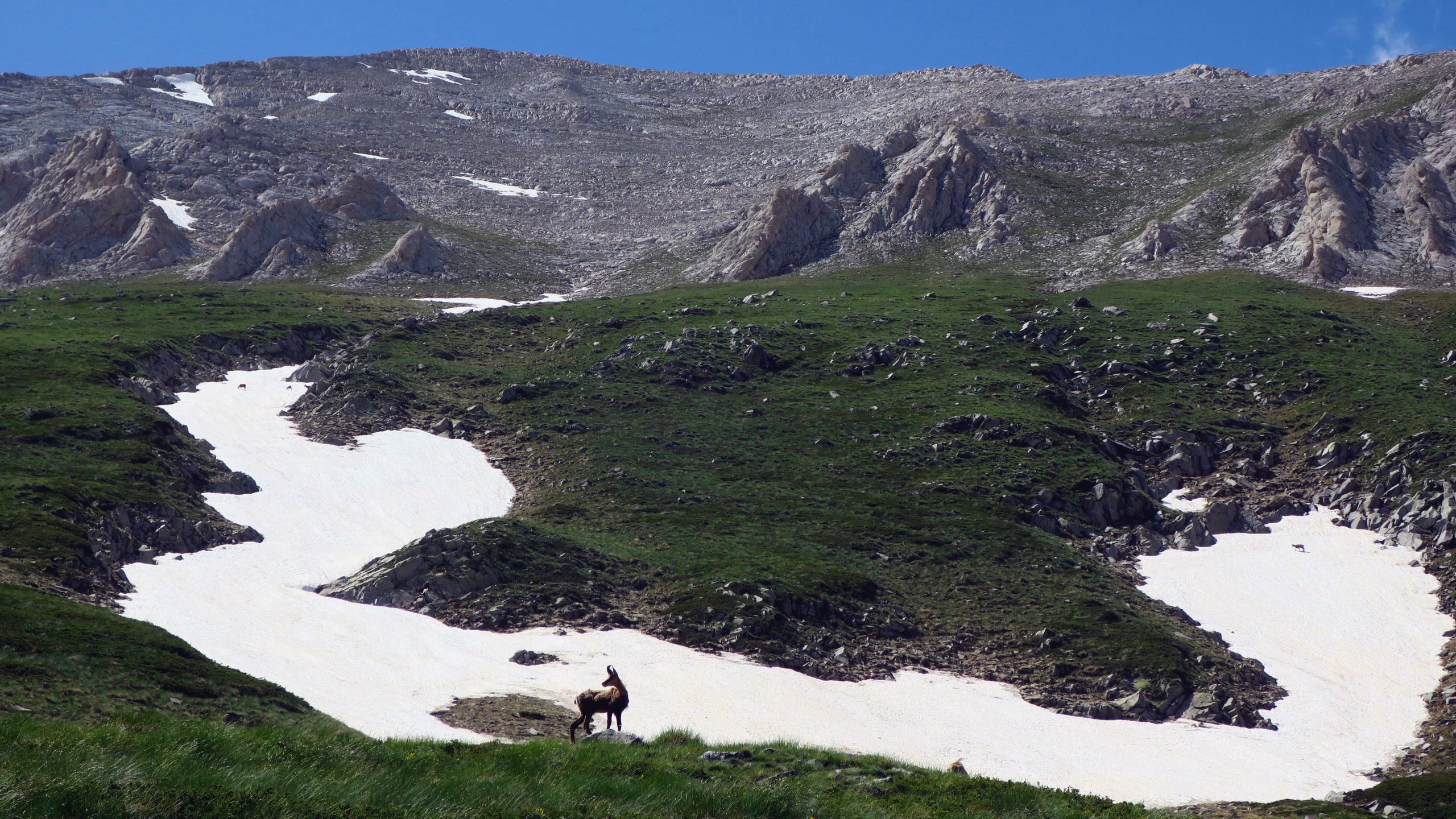 Chamois and Vihren