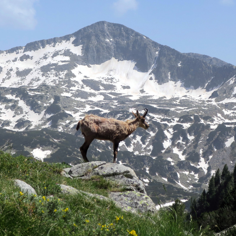 Chamois on a rock