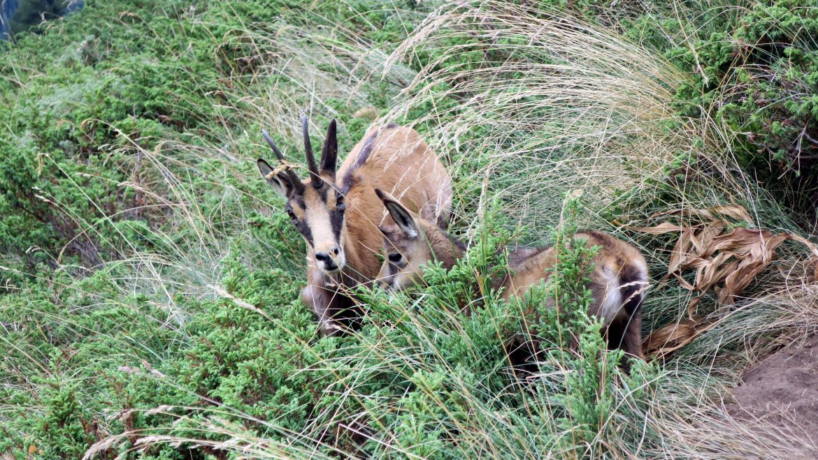 Wild Chamois goats in Pirin