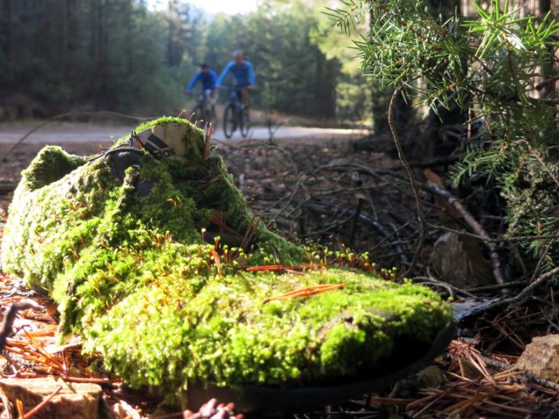 Forest mountain biking Bulgaria