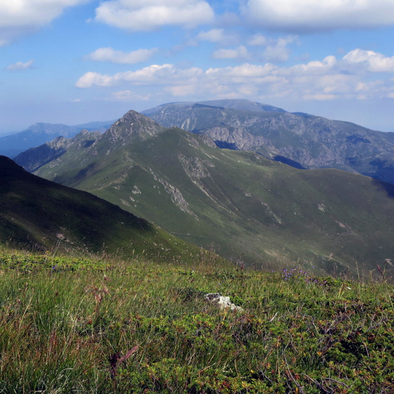 Central Balkan sheep herd and shepherd