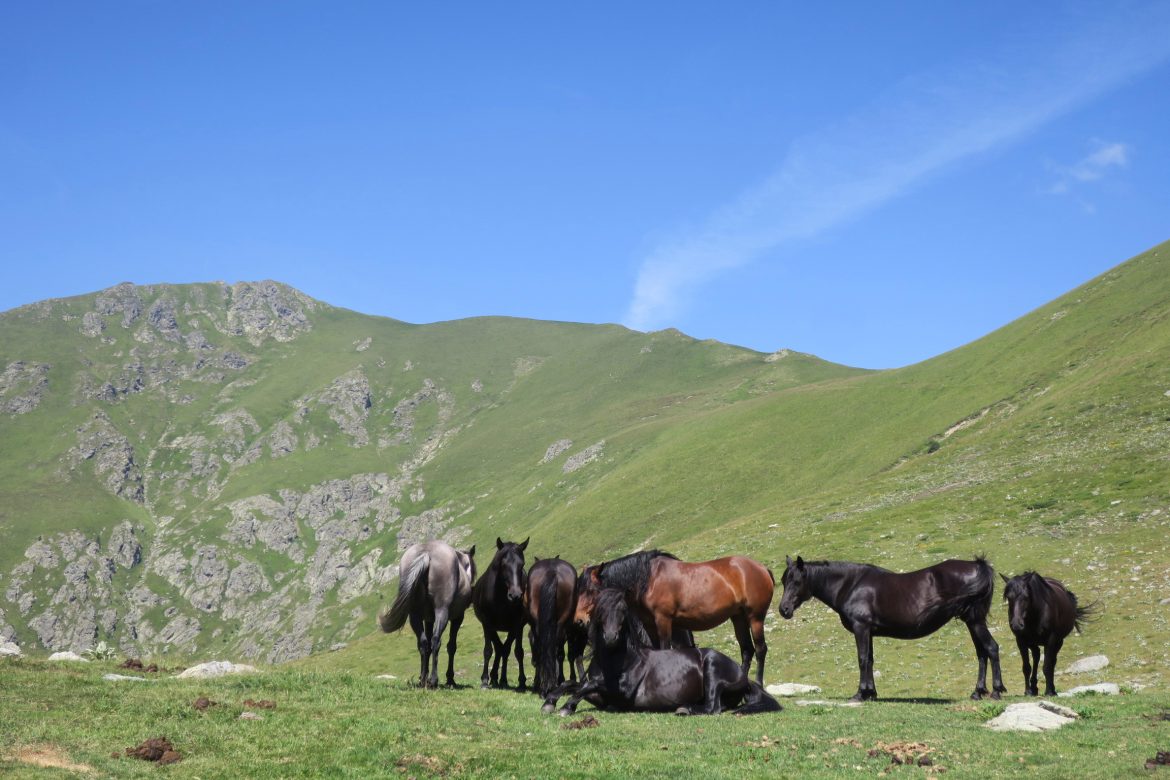 Horses in Balkan Mountains