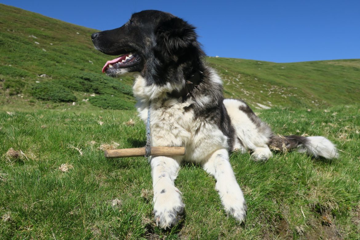 Shepherd dog in Balkan Mtns