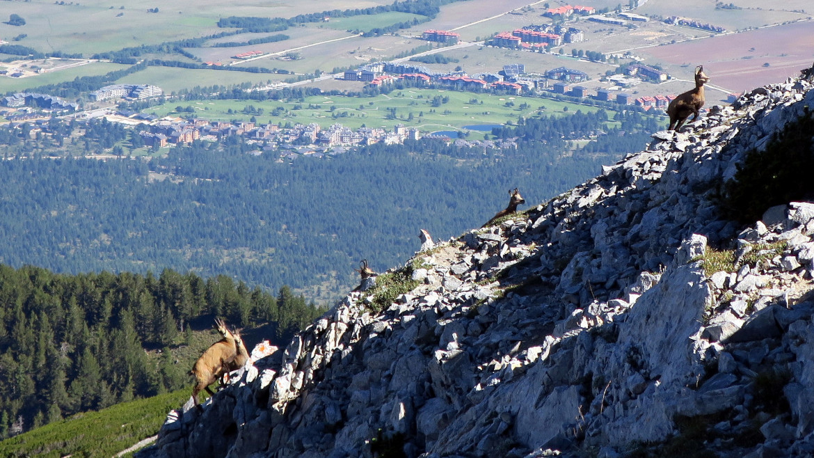 Chamois in Pirin over Bansko