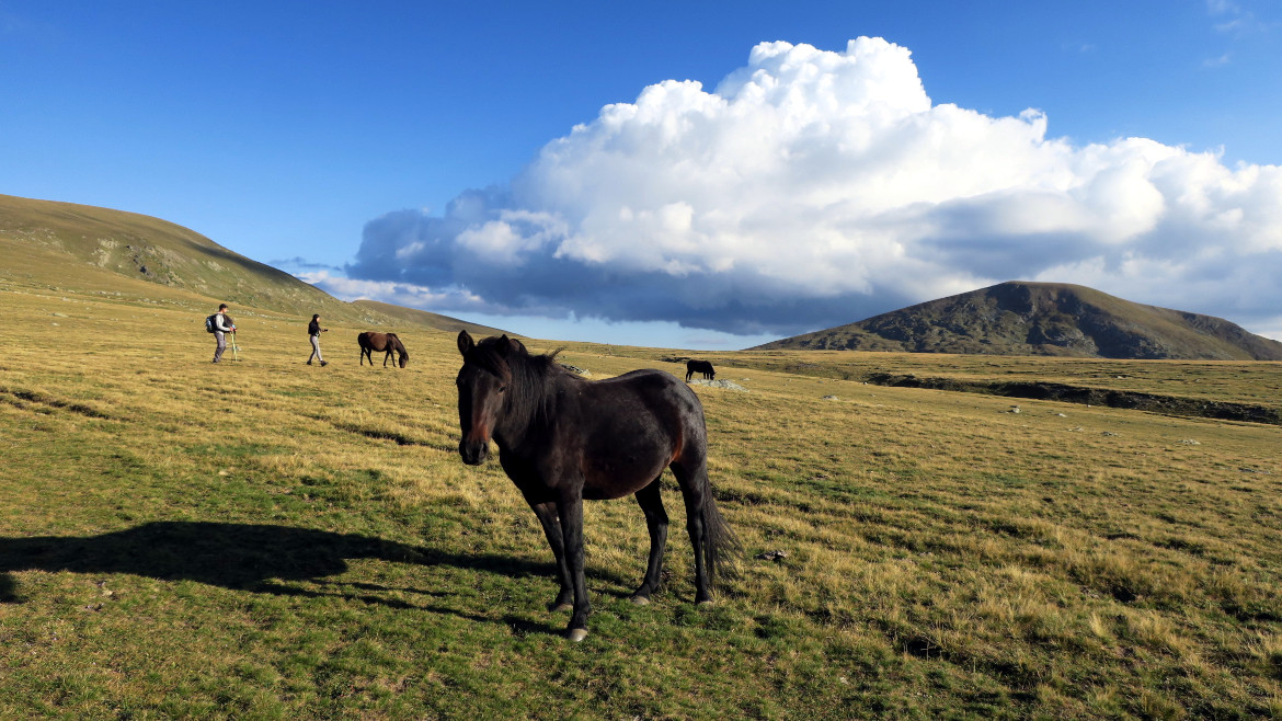 Horses at Razdela