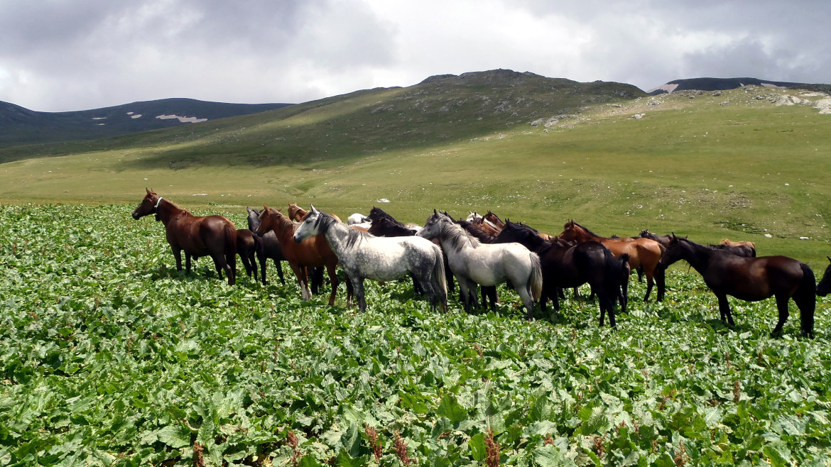 Horses in Rila