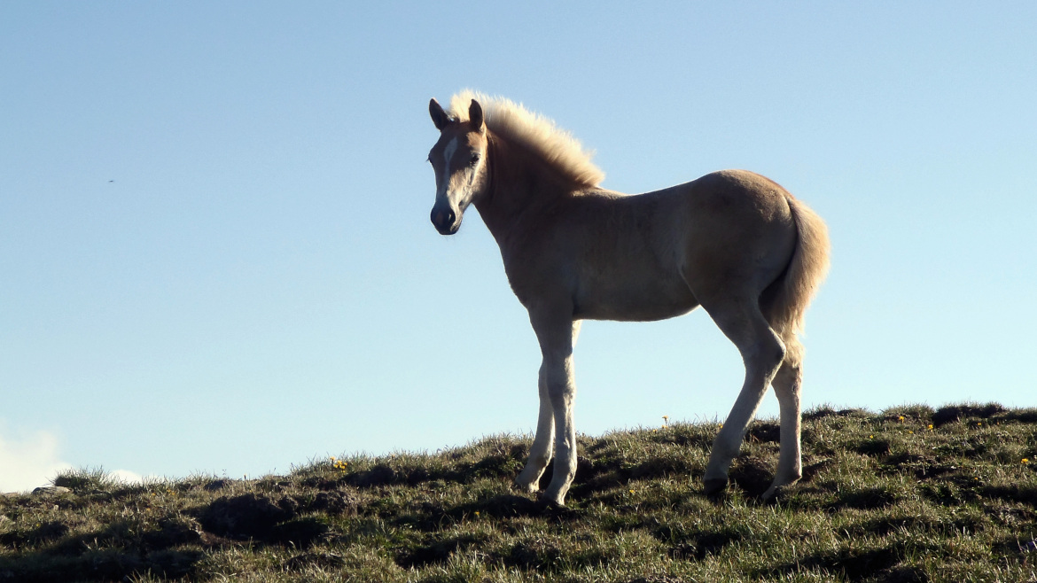 Little horse in Rila